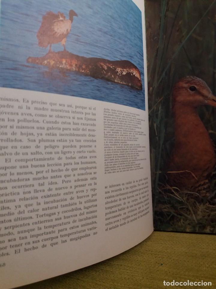 Libros de segunda mano: MARAVILLAS DE LAS AVES - Foto 8
