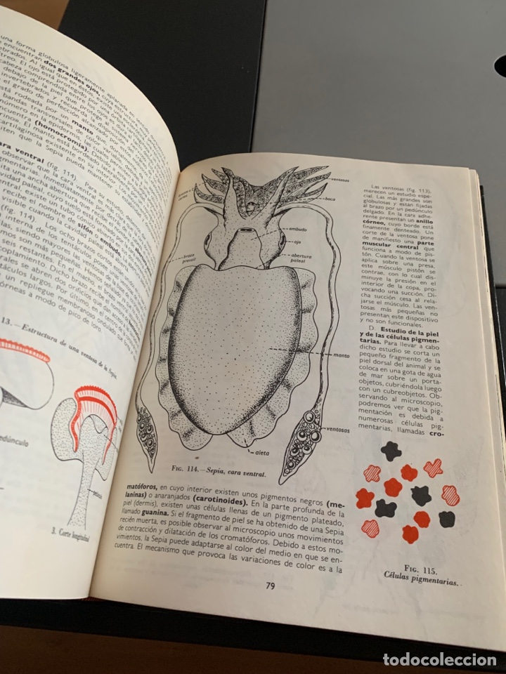 Libros de segunda mano: ZOOLOG&Iacute;A. ED. MS. 1975. - Foto 4