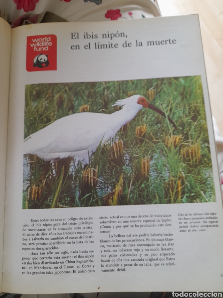 Libros de segunda mano: Animales en peligro. World wildfare Fund - Foto 2