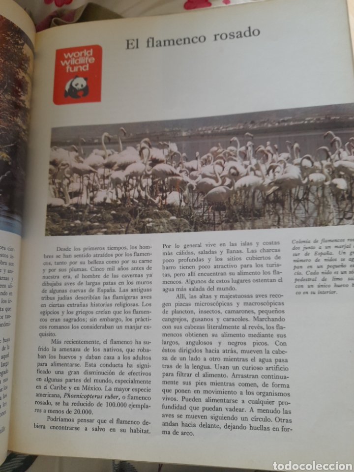 Libros de segunda mano: Animales en peligro. World wildfare Fund - Foto 3