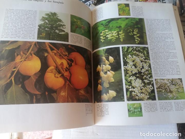 Libros de segunda mano: HUGH JOHSON. LOS ARBOLES. Editorial Blume. 1980 - Foto 4