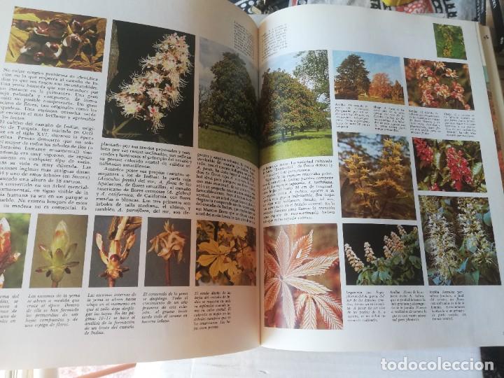 Libros de segunda mano: HUGH JOHSON. LOS ARBOLES. Editorial Blume. 1980 - Foto 5