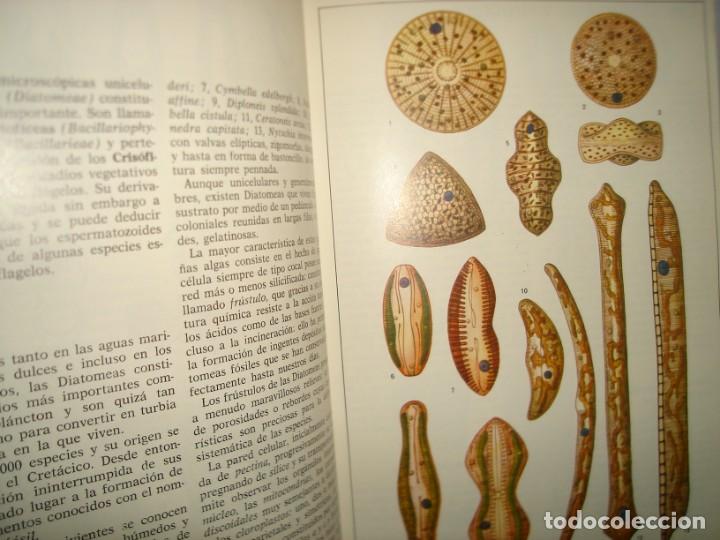 Libros de segunda mano: 34- ATLAS DE BOT&Aacute;NICA. EDITORIAL TEIDE - Foto 7