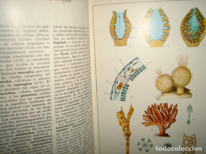 Libros de segunda mano: 34- ATLAS DE ZOOLOG&Iacute;A. EDITORIAL TEIDE - Foto 5