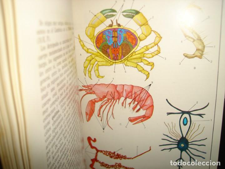 Libros de segunda mano: 34- ATLAS DE ZOOLOG&Iacute;A. EDITORIAL TEIDE - Foto 8