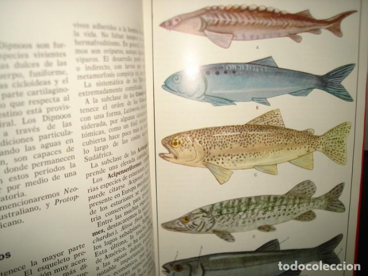 Libros de segunda mano: 34- ATLAS DE ZOOLOG&Iacute;A. EDITORIAL TEIDE - Foto 12