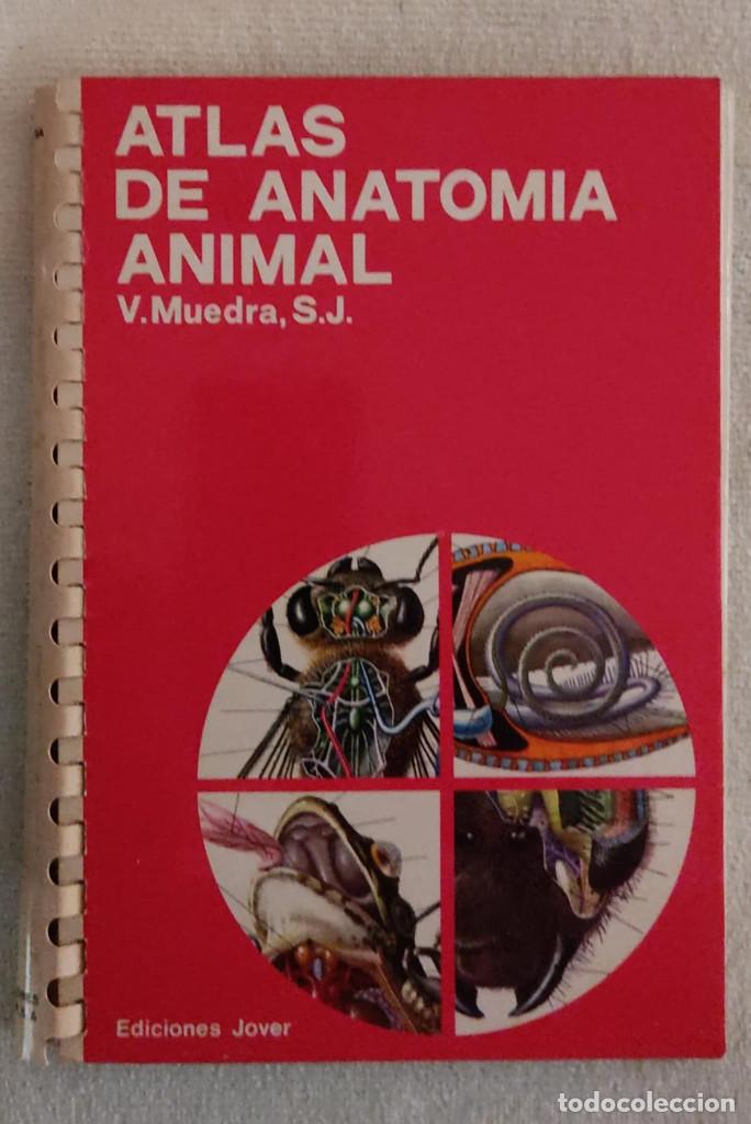 Libros de segunda mano: ATLAS DE ANATOM&Iacute;A ANIMAL. - Foto 1