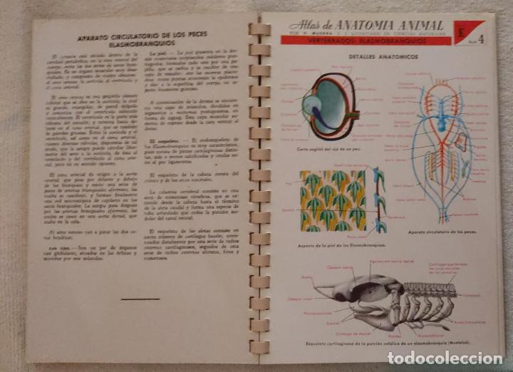 Libros de segunda mano: ATLAS DE ANATOM&Iacute;A ANIMAL. - Foto 4