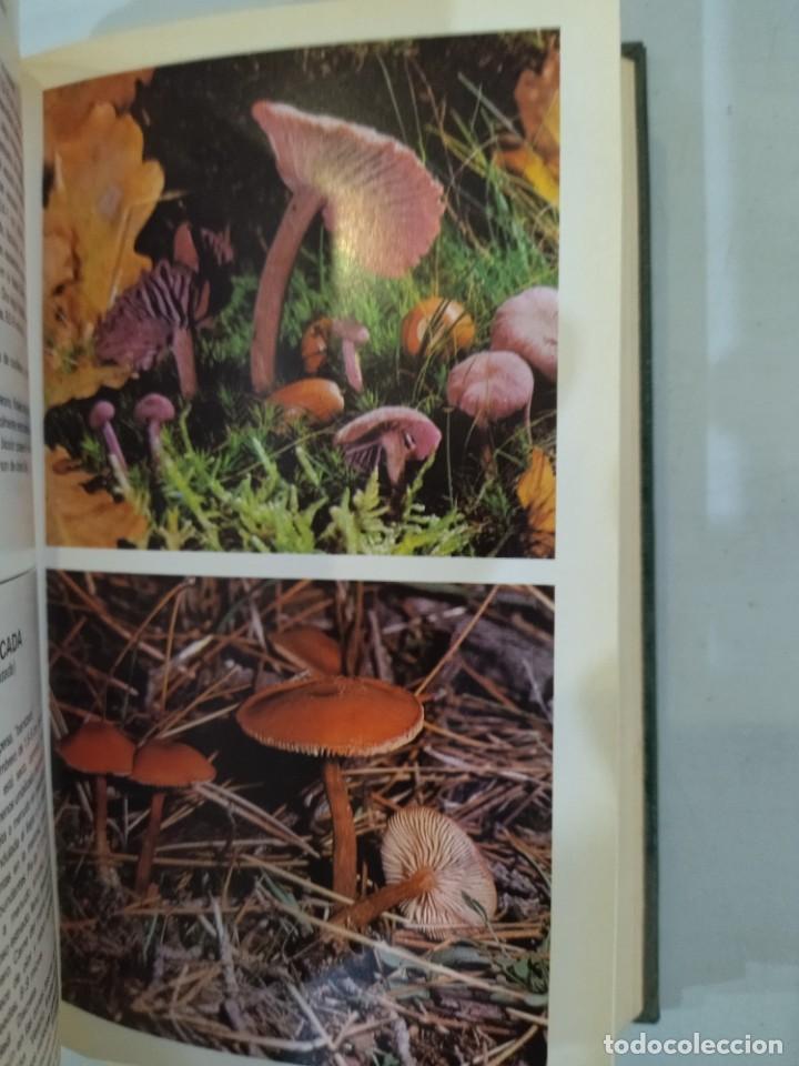 Libros de segunda mano: Gu&iacute;a de hongos - Giovanni Pacioni - Foto 5