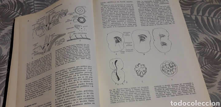 Libros de segunda mano: ZOOLOG&Iacute;A DE INVERTEBRADOS, MEGLITSCH, - Foto 5
