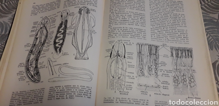 Libros de segunda mano: ZOOLOG&Iacute;A DE INVERTEBRADOS, MEGLITSCH, - Foto 6