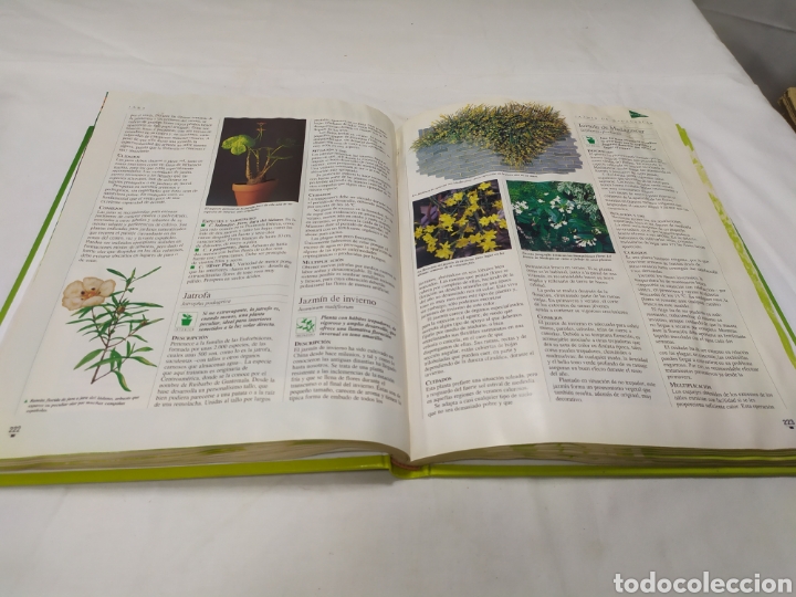 Libros de segunda mano: El libro de oro de las plantas y los jardines, ABC, 1995 - Foto 4