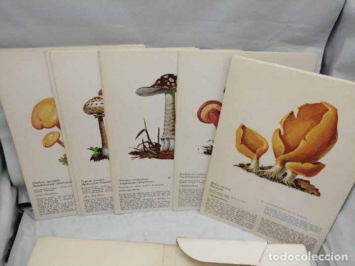 Libros de segunda mano: L&Aacute;MINAS SETAS (OBRA COMPLETA: 50 L&Aacute;MINAS EN CARPETILLA ILUSTRADA) - Foto 4
