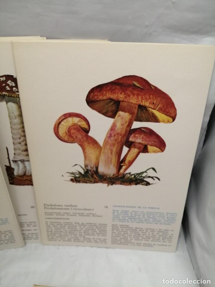 Libros de segunda mano: L&Aacute;MINAS SETAS (OBRA COMPLETA: 50 L&Aacute;MINAS EN CARPETILLA ILUSTRADA) - Foto 5