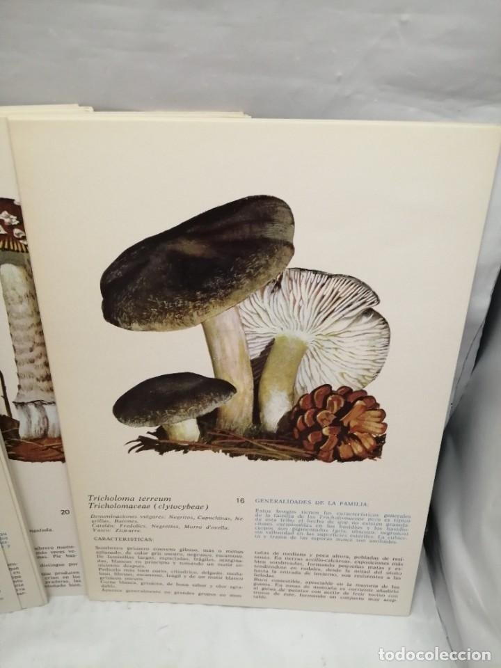 Libros de segunda mano: L&Aacute;MINAS SETAS (OBRA COMPLETA: 50 L&Aacute;MINAS EN CARPETILLA ILUSTRADA) - Foto 6
