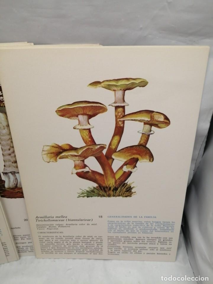 Libros de segunda mano: L&Aacute;MINAS SETAS (OBRA COMPLETA: 50 L&Aacute;MINAS EN CARPETILLA ILUSTRADA) - Foto 7