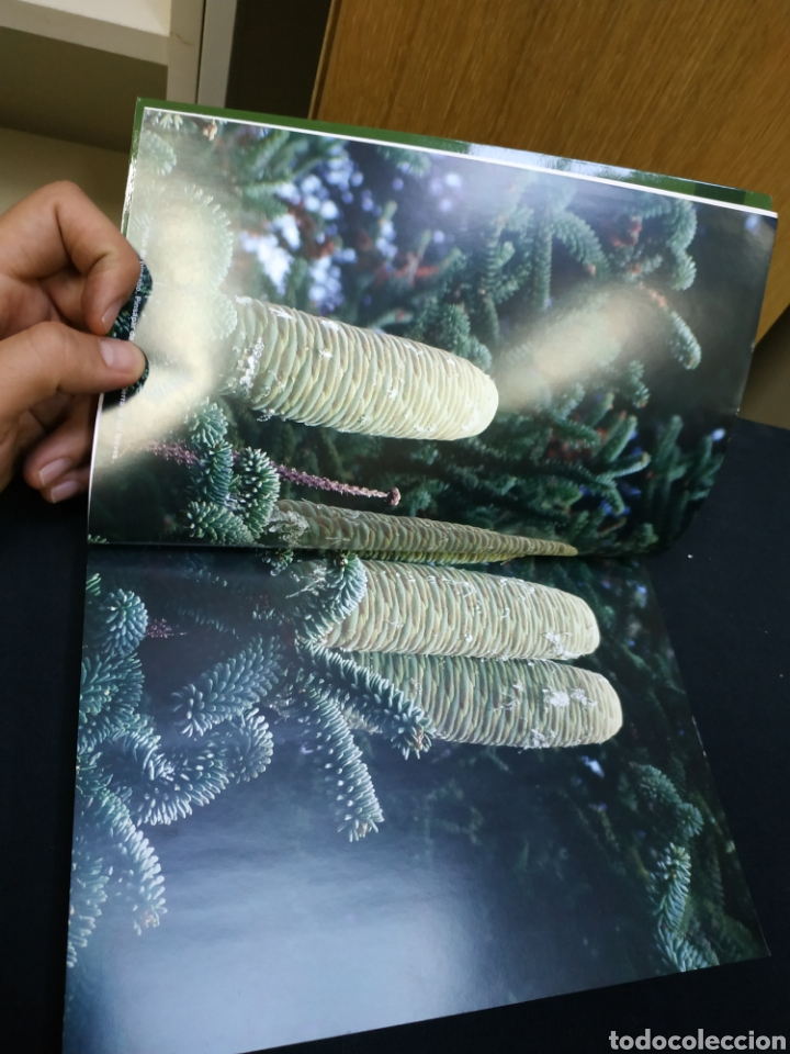 Libros de segunda mano: GU&Iacute;A BOT&Aacute;NICA DE LA SERRAN&Iacute;A DE RONDA - Foto 5