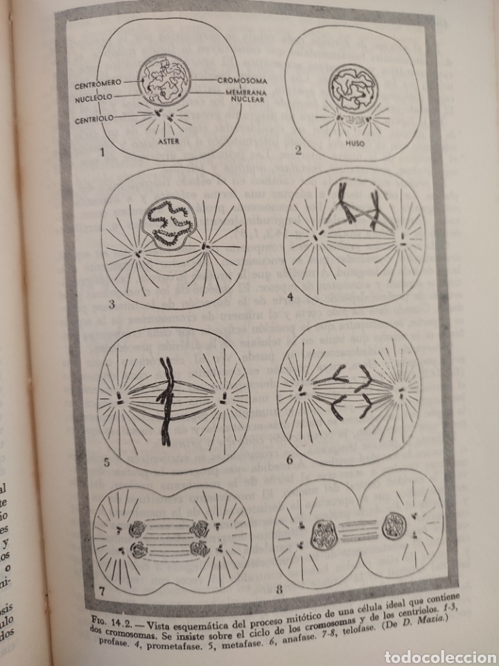 Libros de segunda mano: BIOLOGIA CELULAR/Robertis Nowinski - Foto 7