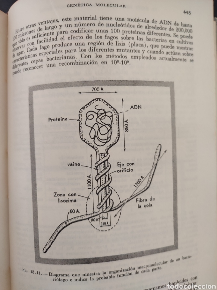 Libros de segunda mano: BIOLOGIA CELULAR/Robertis Nowinski - Foto 8