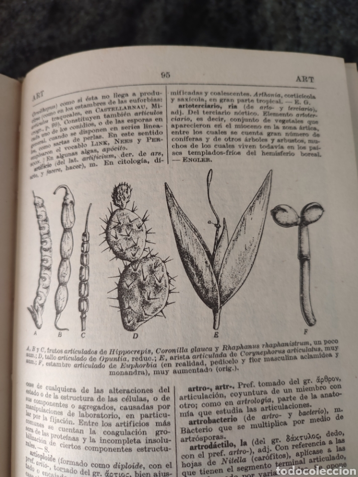 Libros de segunda mano: Diccionario de Bot&aacute;nica/dr p.Font Quer - Foto 4