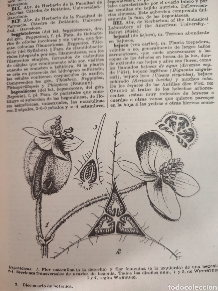 Libros de segunda mano: Diccionario de Bot&aacute;nica/dr p.Font Quer - Foto 5