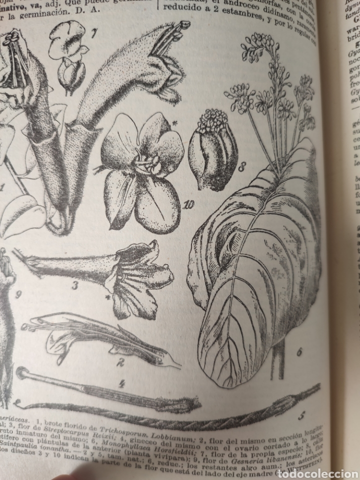 Libros de segunda mano: Diccionario de Bot&aacute;nica/dr p.Font Quer - Foto 6