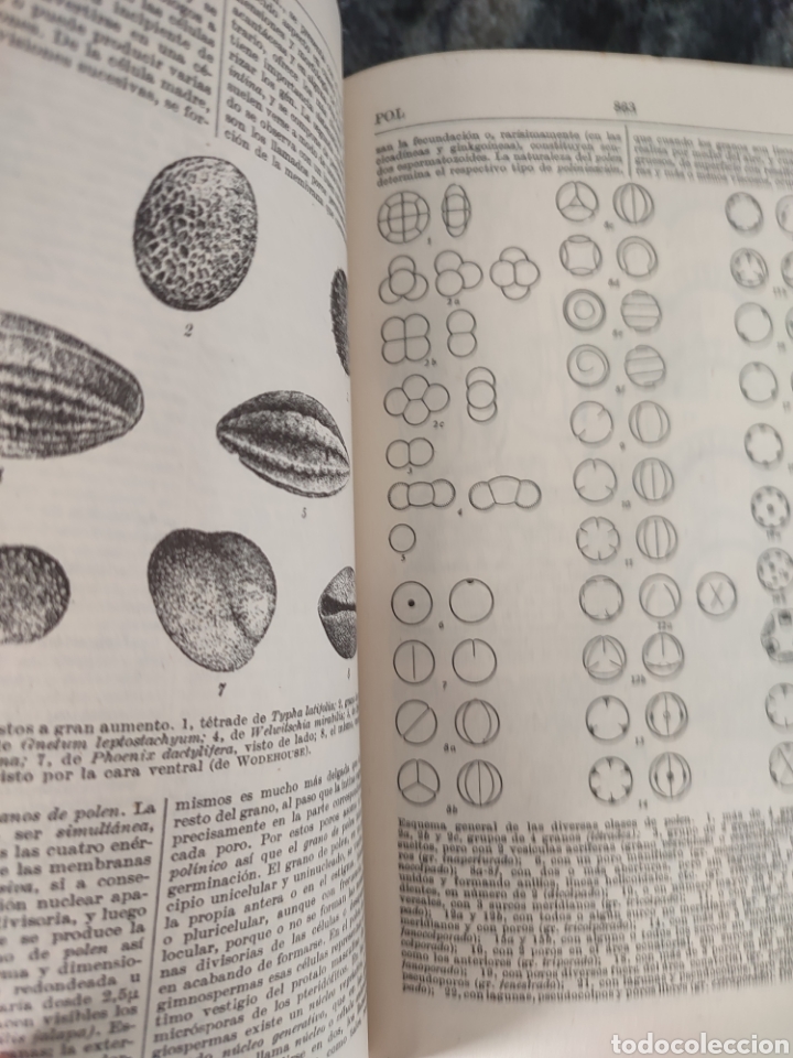 Libros de segunda mano: Diccionario de Bot&aacute;nica/dr p.Font Quer - Foto 7