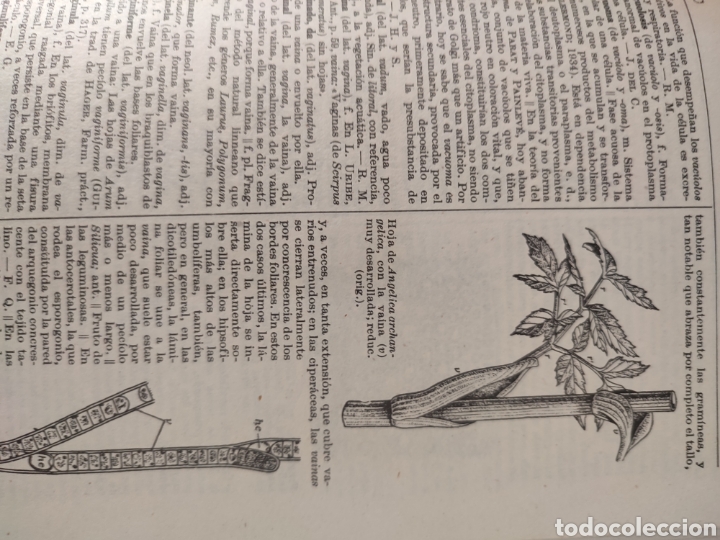 Libros de segunda mano: Diccionario de Bot&aacute;nica/dr p.Font Quer - Foto 9