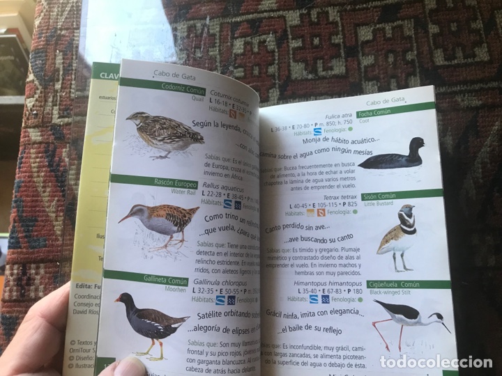 Libros de segunda mano: Cabo de Gata. Mini gu&iacute;as de aves de Andaluc&iacute;a - Foto 4