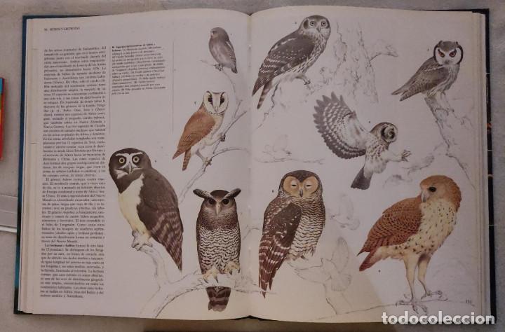 Libros de segunda mano: Enciclopedia de los Animales. - Foto 3