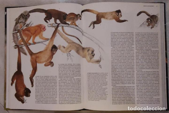 Libros de segunda mano: Enciclopedia de los Animales. - Foto 4