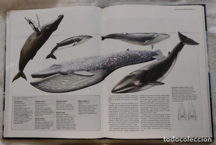Libros de segunda mano: Enciclopedia de los animales. - Foto 4