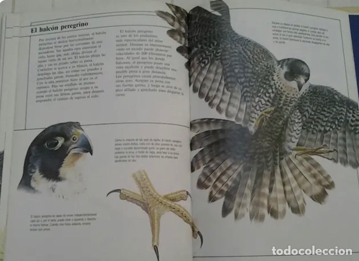 Libros de segunda mano: LIBRO ANIMALES EN ACCI&Oacute;N. NUEVO - Foto 5