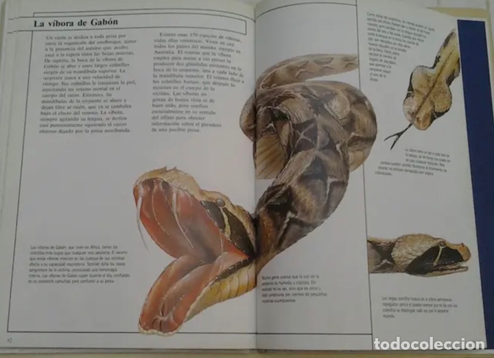 Libros de segunda mano: LIBRO ANIMALES EN ACCI&Oacute;N. NUEVO - Foto 6