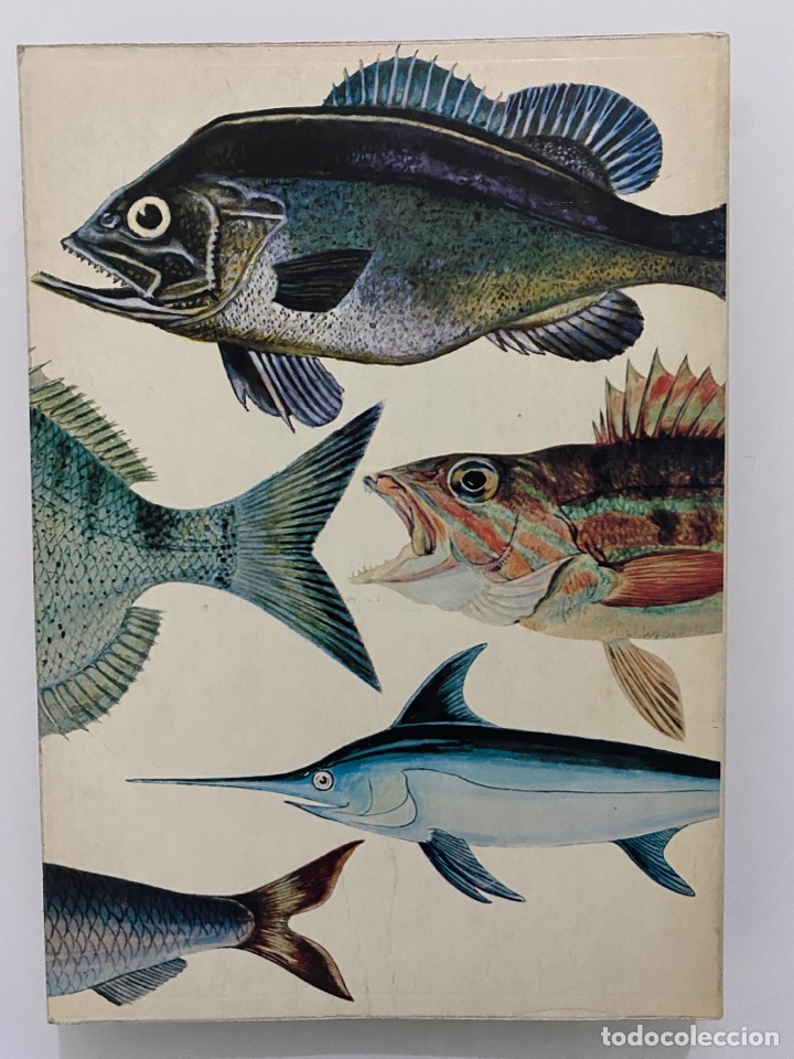 Libros de segunda mano: Pescado blanco y azul - LOTINA BENGURIA, Roberto - Foto 2