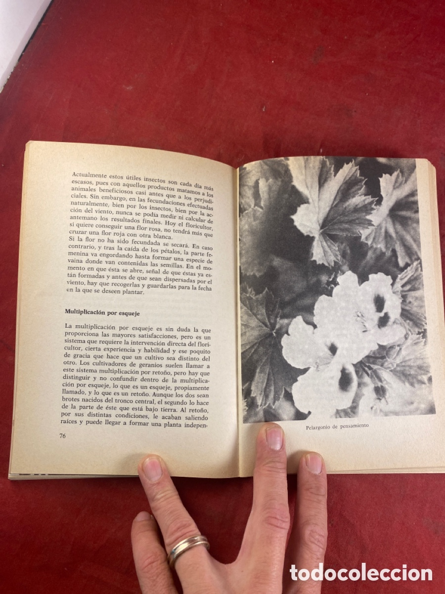 Libros de segunda mano: LOS GERANIOS - Foto 3