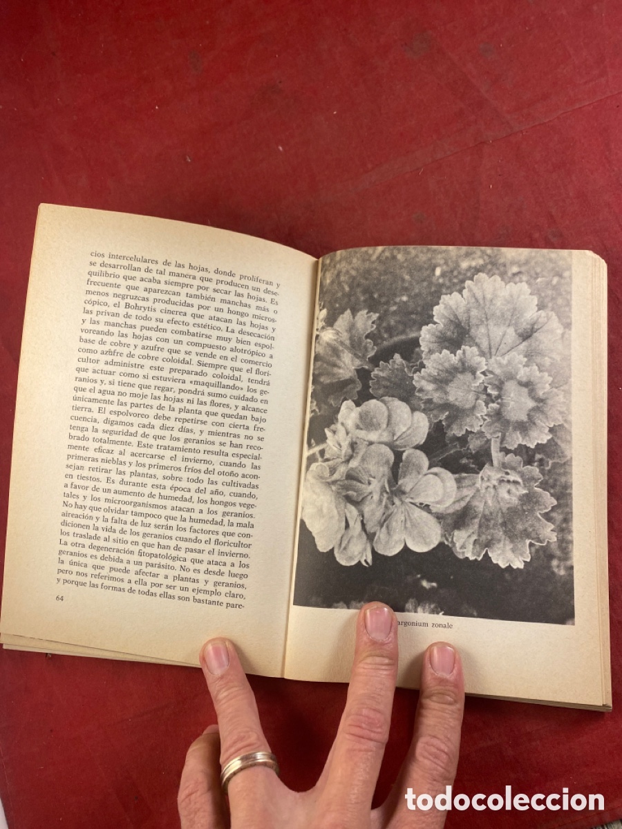 Libros de segunda mano: LOS GERANIOS - Foto 4