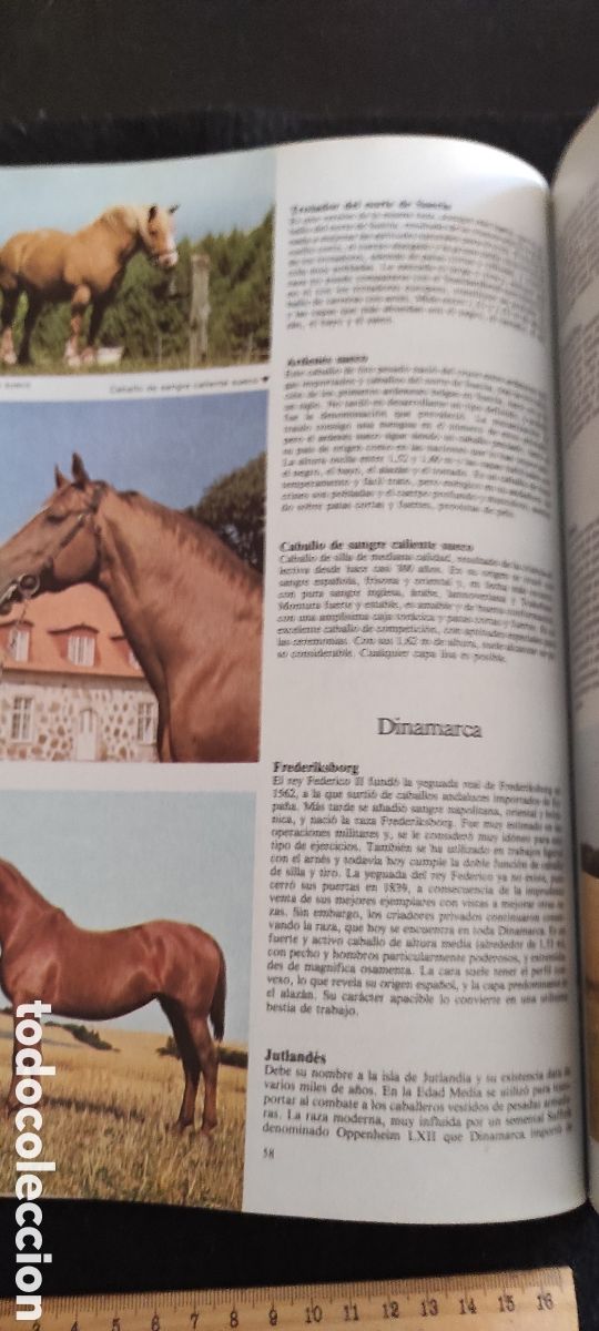 Libros de segunda mano: Enciclopedia del caballo. Es Blume - Foto 11