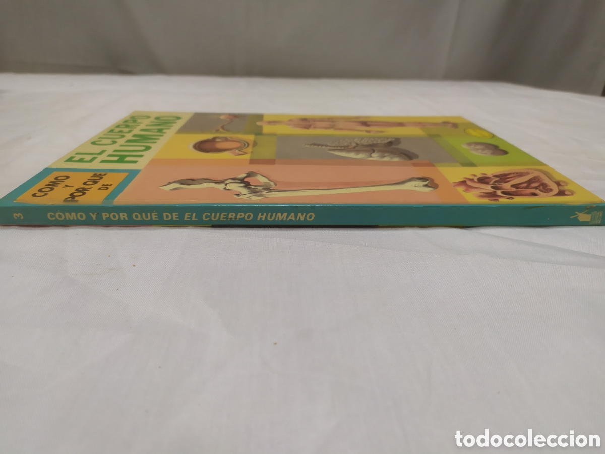 Libros de segunda mano: El cuerpo humano. Editorial Molino, 1968 - Foto 2
