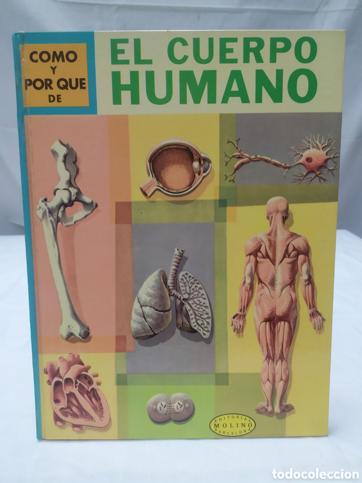 Libros de segunda mano: El cuerpo humano. Editorial Molino, 1968 - Foto 1