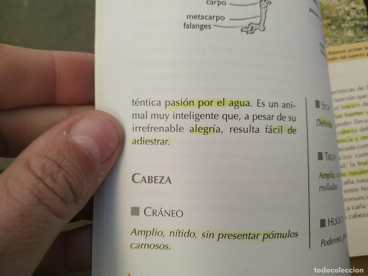 Libros de segunda mano: El Labrador - Luisa Ginoulhiac - Foto 3