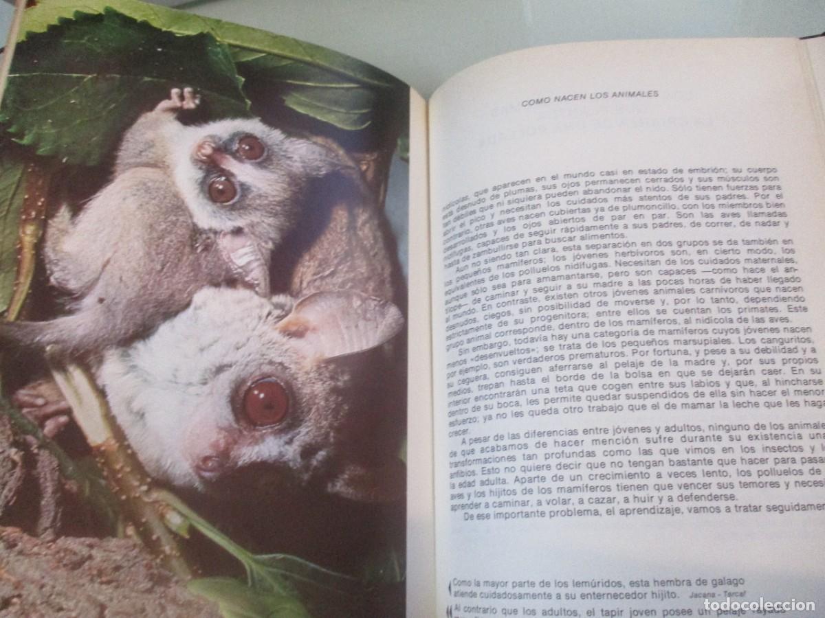 Libros de segunda mano: BERNARD GAUDIN Como nacen los animales W14818 - Foto 2