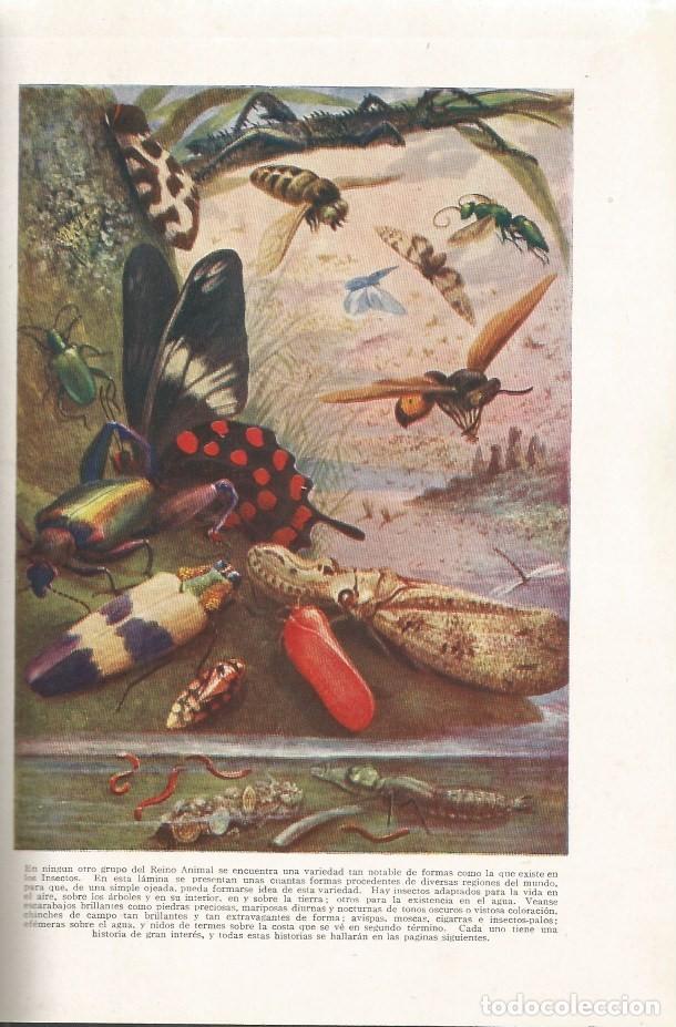 Libros de segunda mano: MARAVILLAS DE LA VIDA DE LOS INSECTOS - Edward Step - 1940 - Foto 2