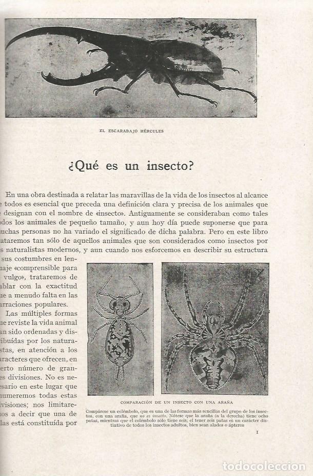 Libros de segunda mano: MARAVILLAS DE LA VIDA DE LOS INSECTOS - Edward Step - 1940 - Foto 4