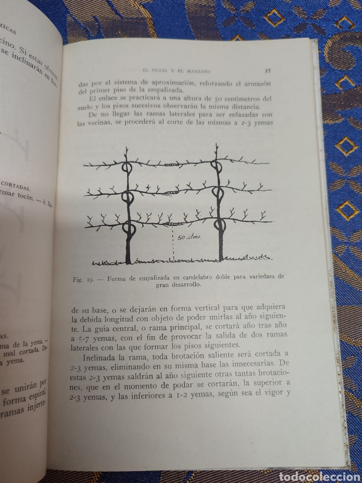 Libros de segunda mano: El Peral y el Manzano Baudilio Juscafresa - Foto 4