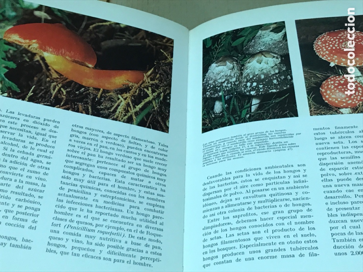 Libros de segunda mano: Maravillas del mundo verde - Foto 2
