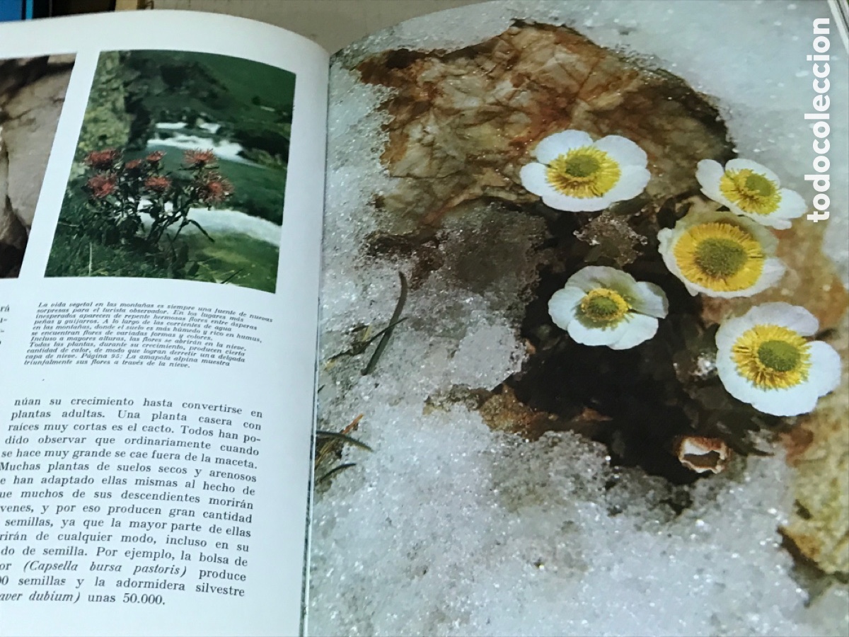 Libros de segunda mano: Maravillas del mundo verde - Foto 3