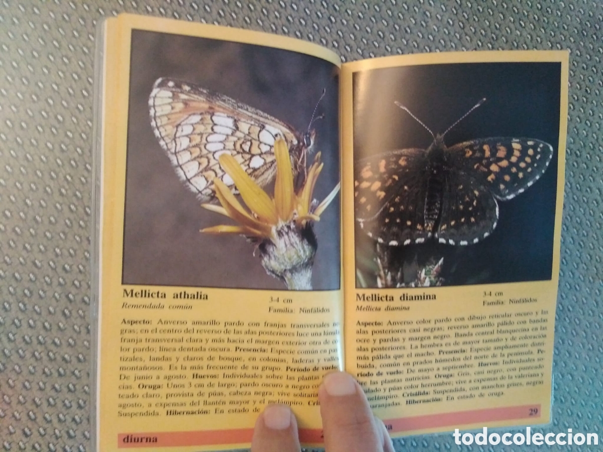 Libros de segunda mano: MARIPOSAS. GU&Iacute;A DE LA NATURALEZA EVEREST - Foto 2