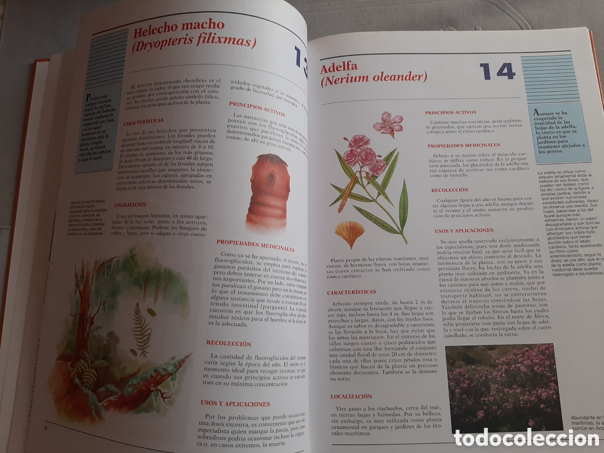 Libros de segunda mano: ATLAS DE LAS PLANTAS MEDICINALES Y CURATIVAS 2003 - Foto 8