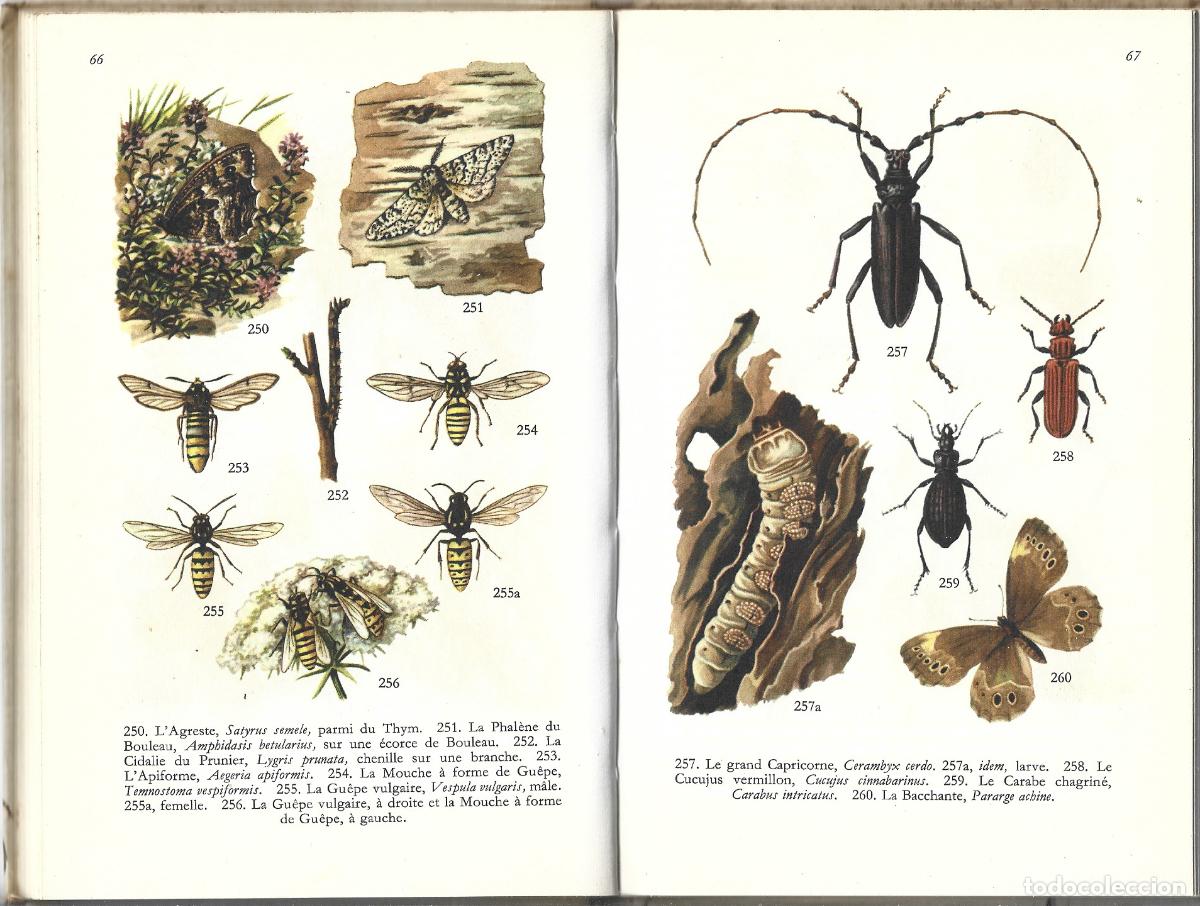 Libros de segunda mano: LES INSECTES.- FERNAND NATHAN.- LANDIN - Foto 2